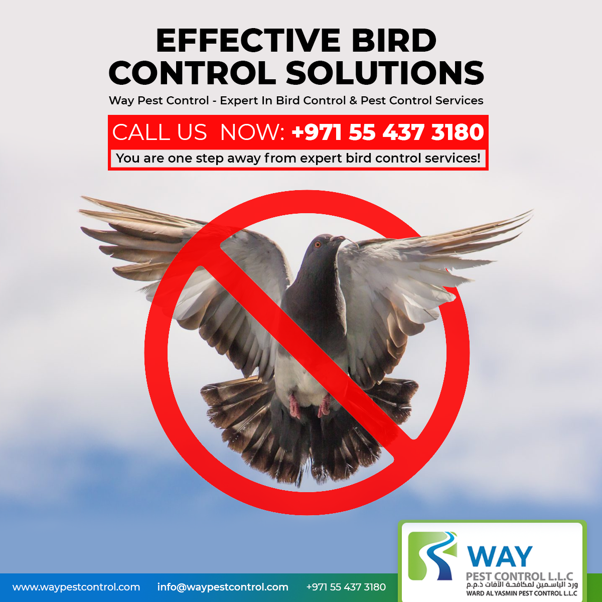 Effective Bird Control Services in Dubai: Solutions to Keep Your Property Safe