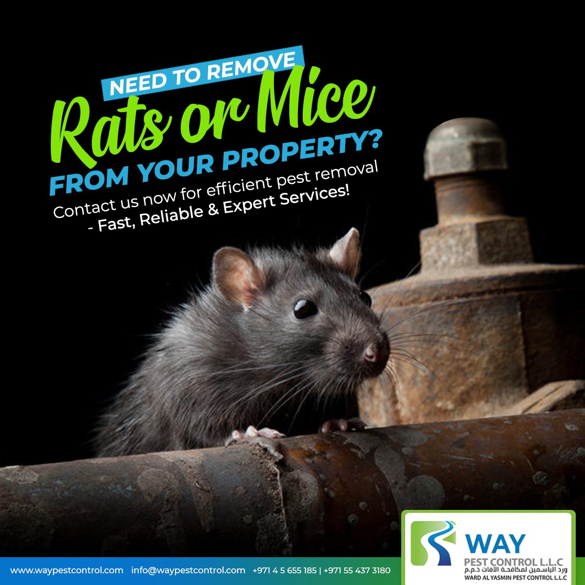 The Importance of Professional Rodent Control Services in Dubai