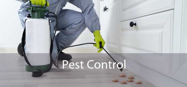 Bed Bug Exterminator in Dallas