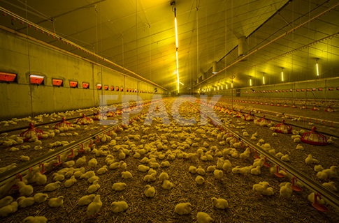 Bringing Efficiency and Enhanced Productivity in India’s Poultry Farming Sector by Introduction of Innovative prefabricated Farm Facilities