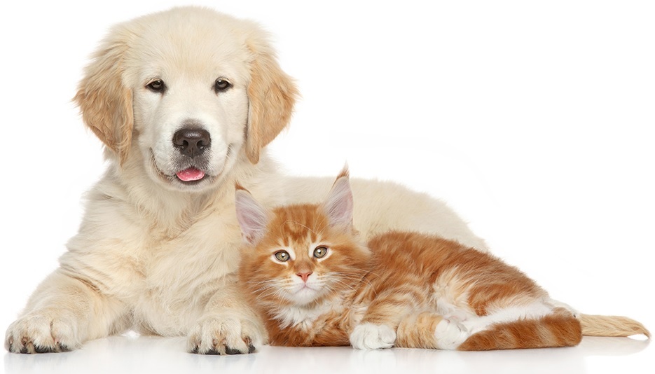 Best Online Pet Accessories Store At Affordable Prices