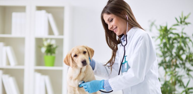 How do you know if you have chosen the best vet in your area?