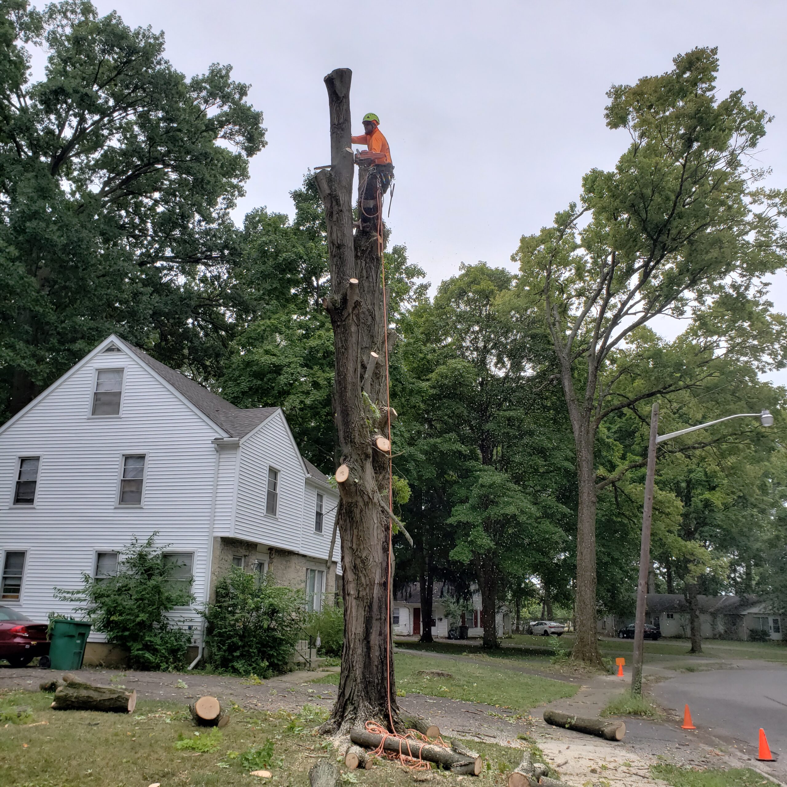 Cabling and Bracing Mature Trees in Ohio: A How-to Guide