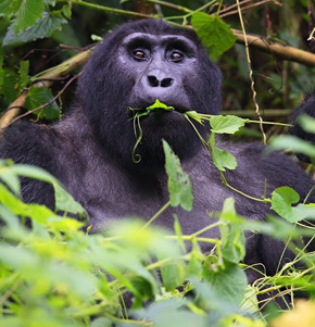 What You Need To Know Before Going On A Gorilla Trip In Uganda