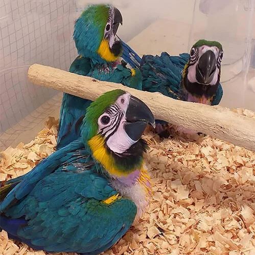 Ethical Considerations in Parrot Breeding and Egg Sales