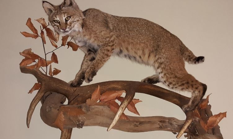 The Process of Becoming a Taxidermist