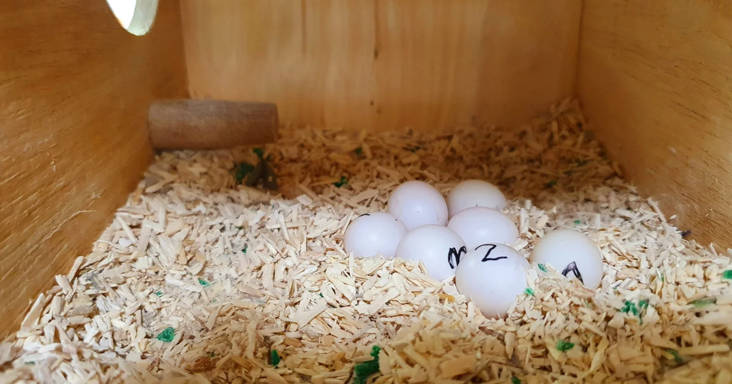 Understanding Parrot Eggs and Their Incubation Process