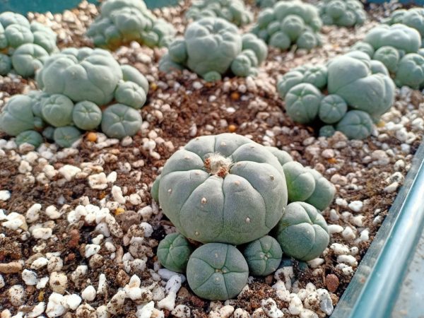 Botany and Ecology of the Peyote Cactus