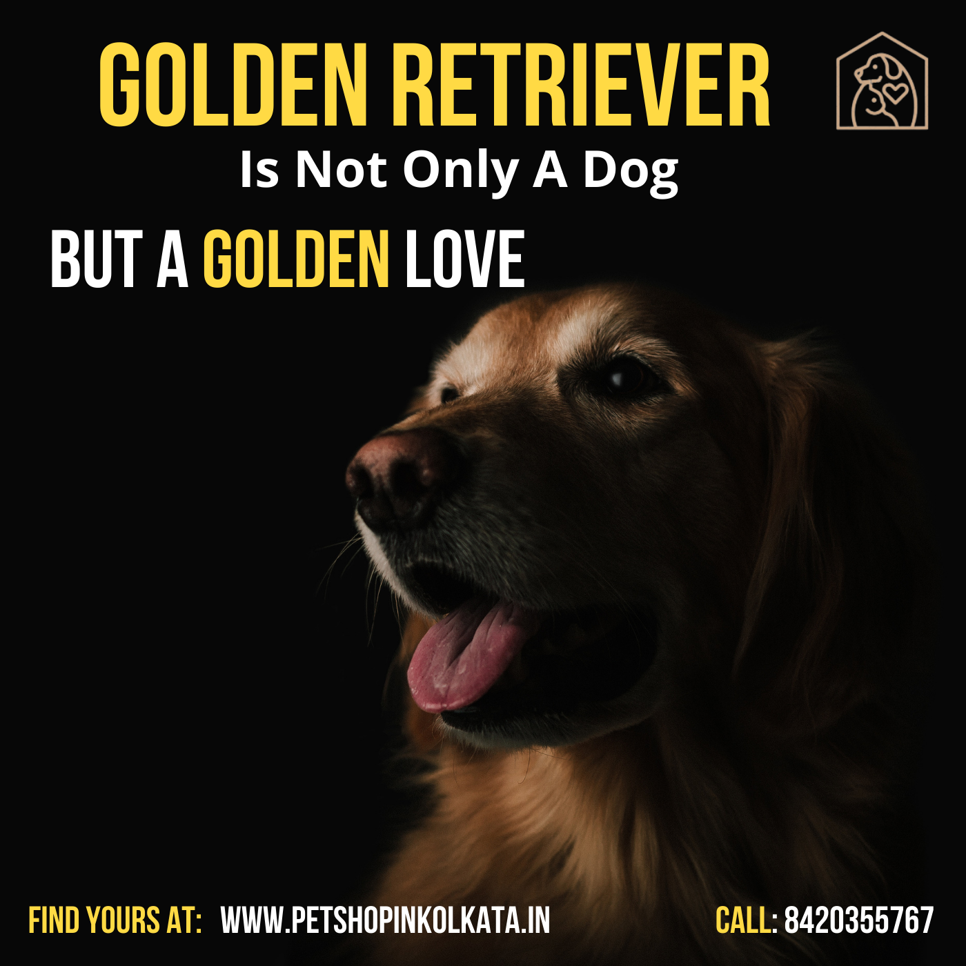 How to Identify a Purebred Golden Retriever?