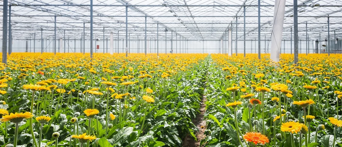 Revolutionising Sustainable and Smart Agriculture Through Polyhouse Farming