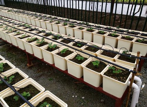 How Beneficial Is It To Opt Dutch Bucket System?