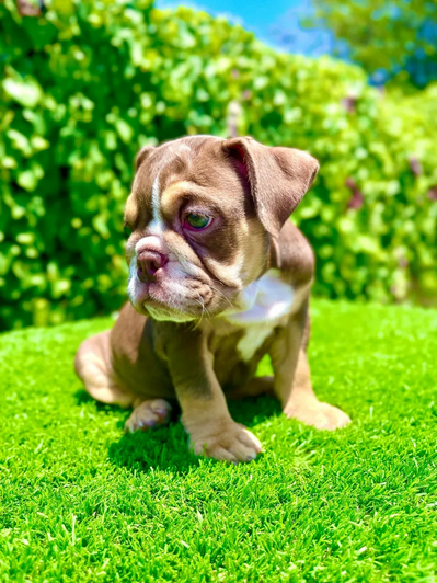 Extensive Guide about Franchise Bulldogs