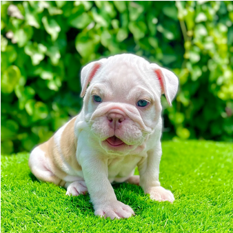 Some Everyday Things to Know Before Buying a French Bulldog
