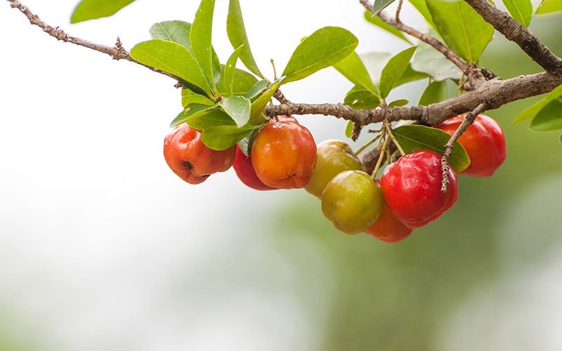 Unlock The Health Benefits Of Acerola Extract: The Natural Source Of Vitamin C
