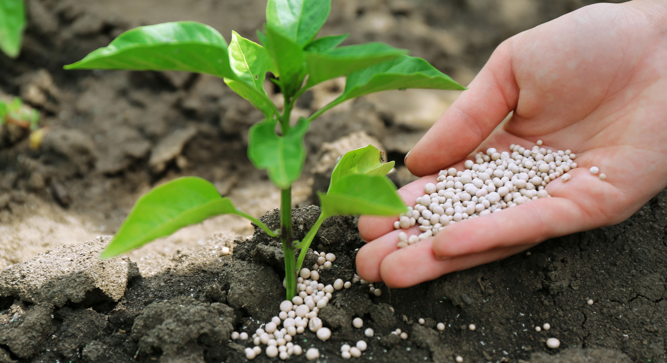 Complex Fertilizers Is That They Can Be More Expensive Than Other Types Of Fertilizers