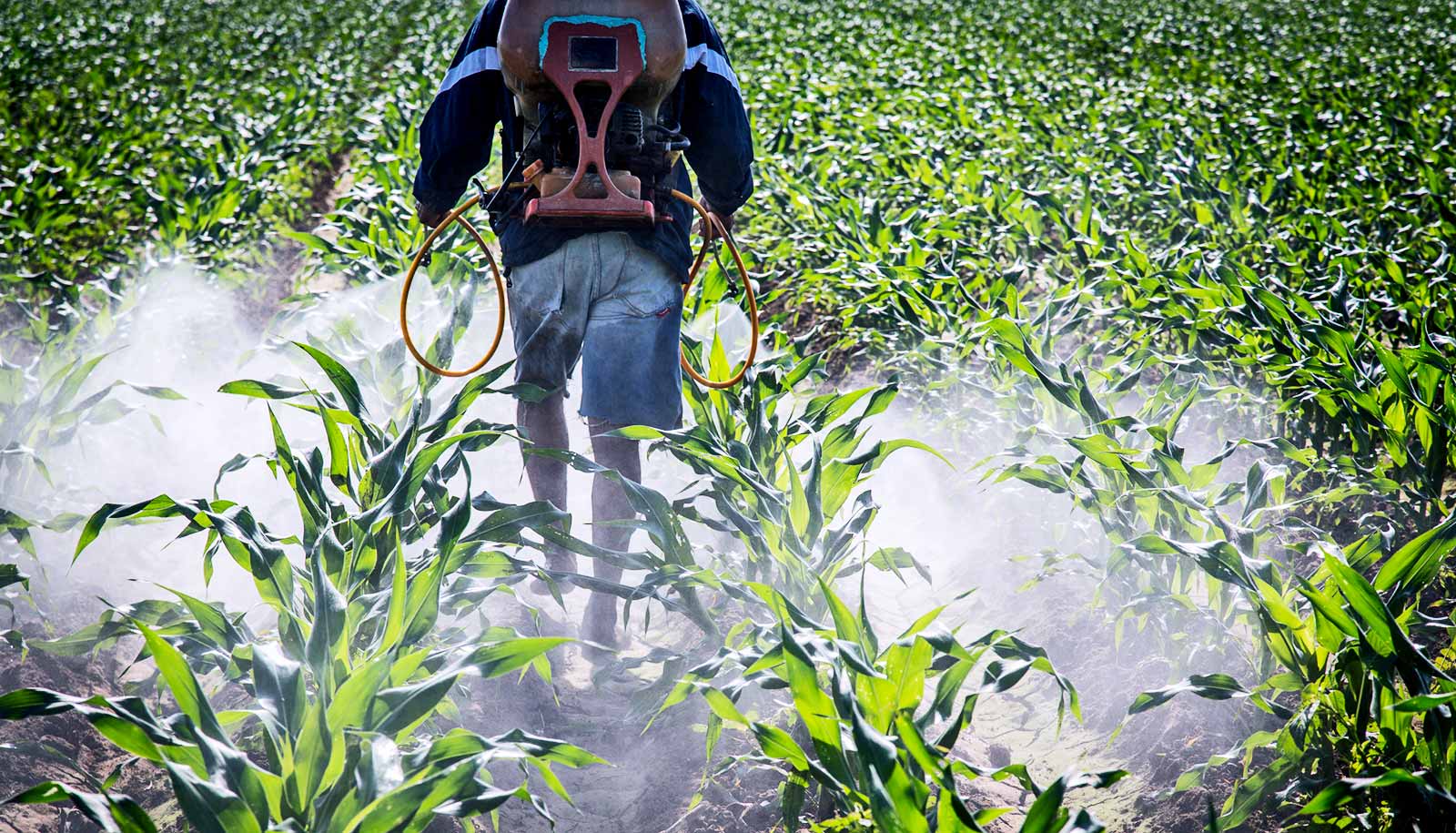Agricultural Bactericides Used To Eradicate Dangerous Soil Microorganisms