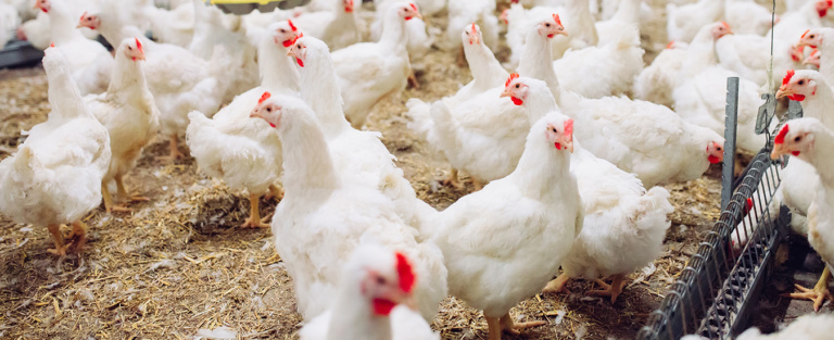 Reduce mortality rate in poultry with Structured Water