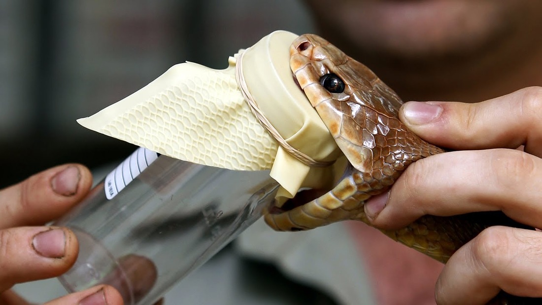 The Evolution of Anti-Venom: A Game-Changer in Snakebite Treatment