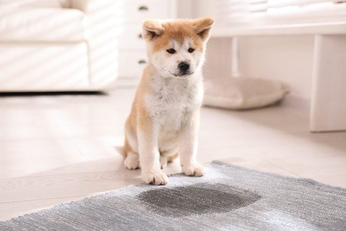 6 Carpet Cleaning Tips All Pet Owners Should Know