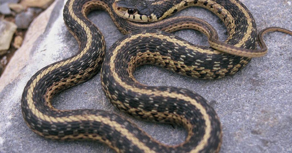 How to Breed Snakes