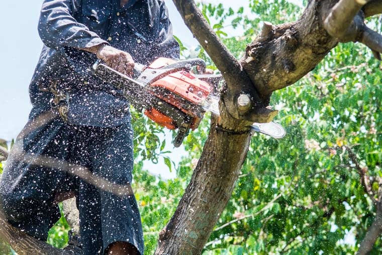 Expert Tree Service - Making certain Health and Safety of the Trees
