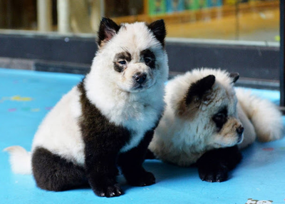 Baby Panda Cubs Look Like Dog Cute Picture Of Panda