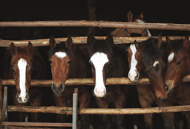 Let the Bay Horses, the Gang's Picture Backgrounds 4K Wallpaper