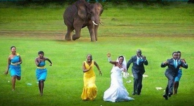 That is Funny Because Elephant Invites your Wedding