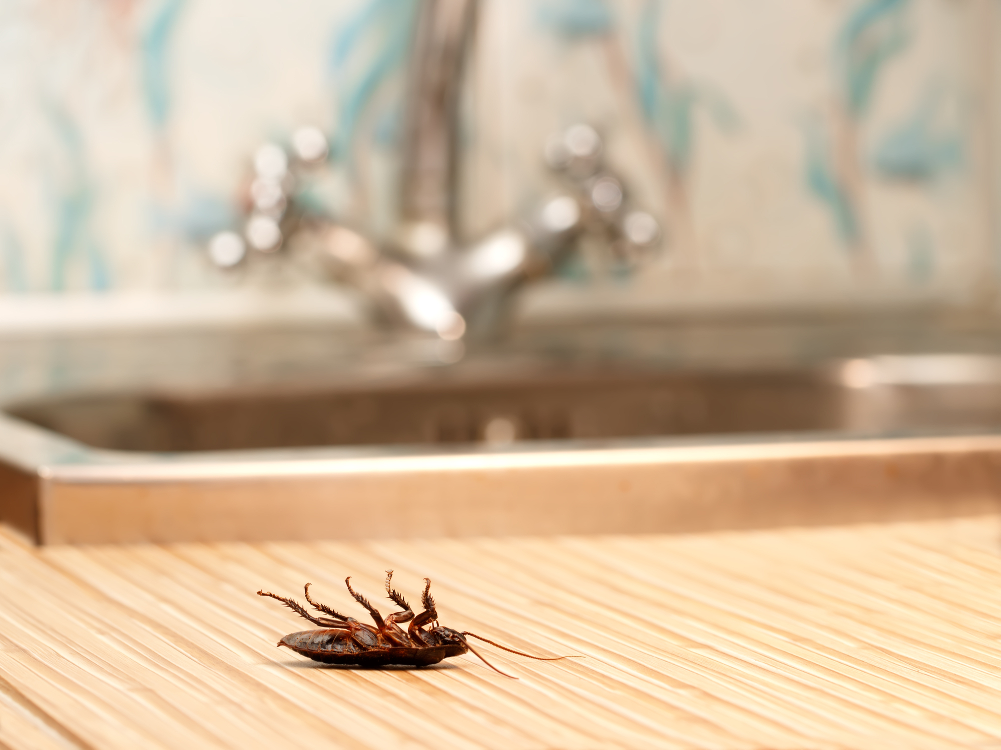 How to Prevent Cabinets From Becoming Infested With Insects