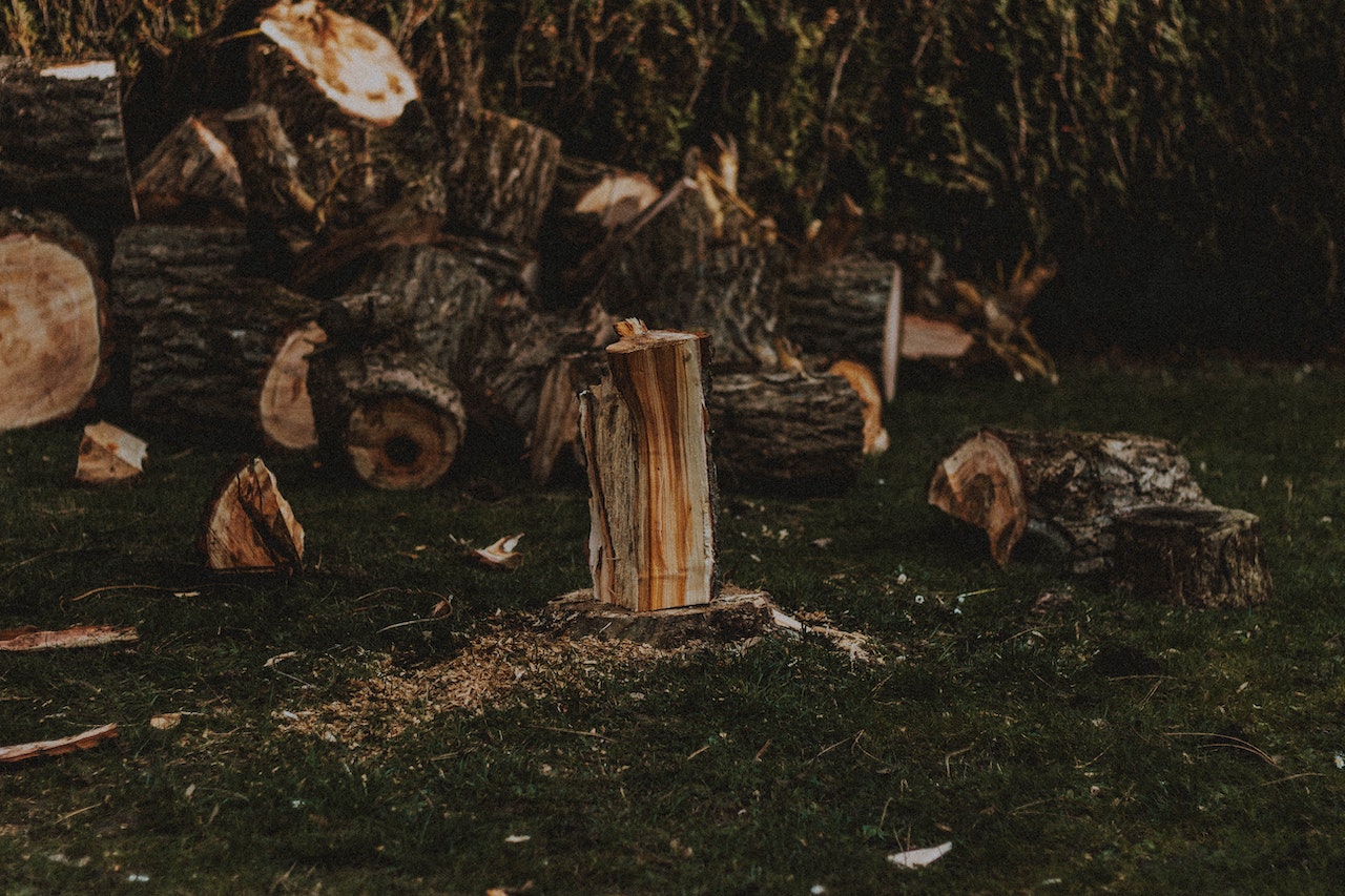 Get Rid of Stumps Once and For All: Affordable Tree Stump Removal Services