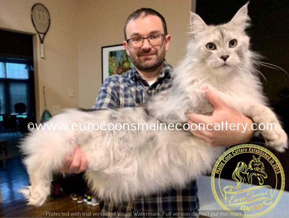 How to take care of the Maine coon kittens?