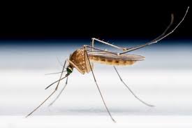 Facts About Mosquito Control