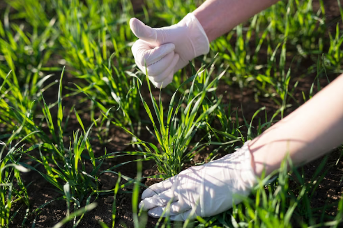 The Significance Of Fertilization For Turf Grass
