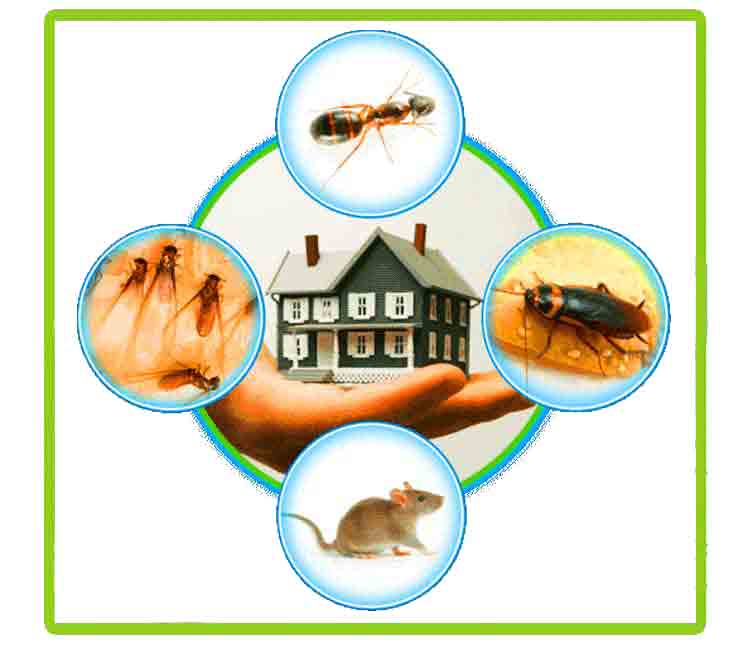 Top 10 Pest Control Services in Jaipur