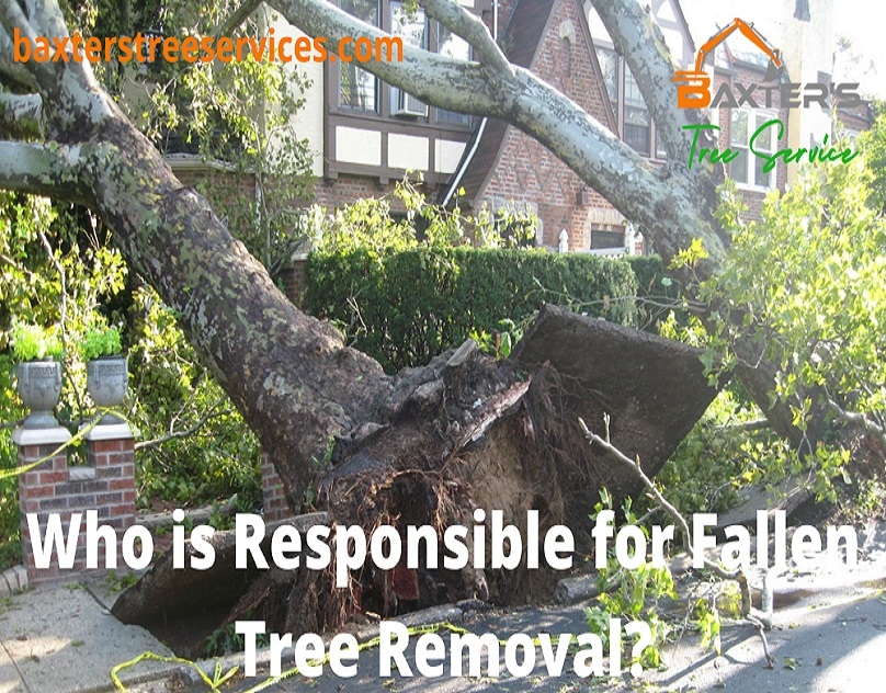 WHO IS RESPONSIBLE FOR FALLEN TREE REMOVAL?
