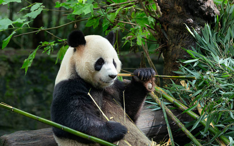 Why a Panda Habitat Ecotour Isn’t a Zoo Experience