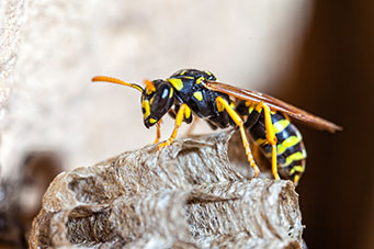 Wasp Nest Removal Lansdale PA
