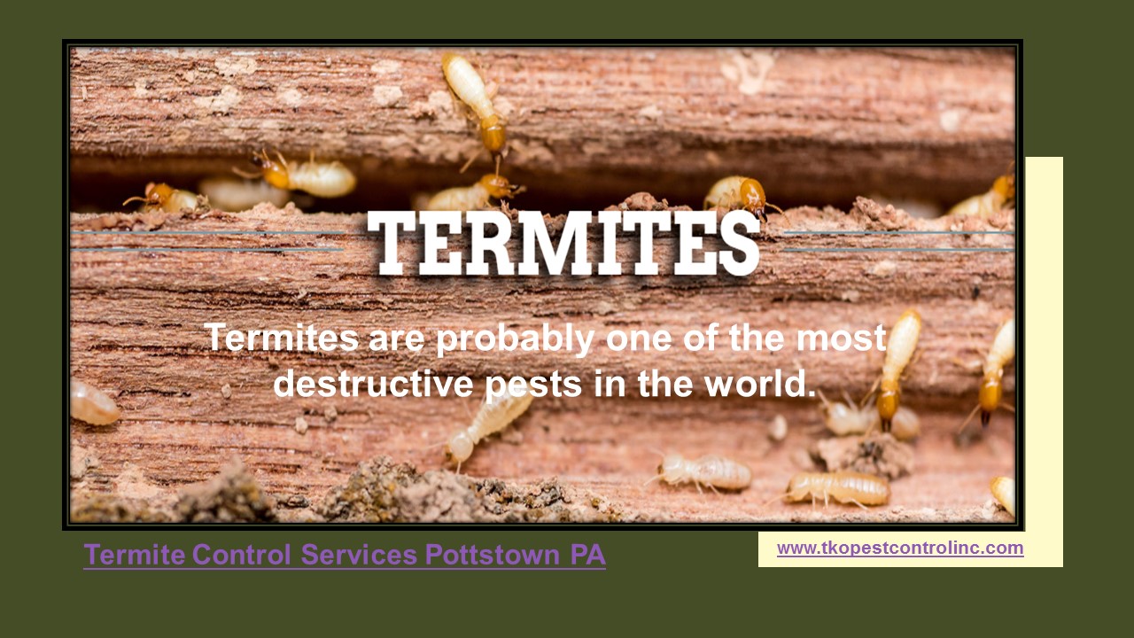 Termite Control Services Montgomery County PA