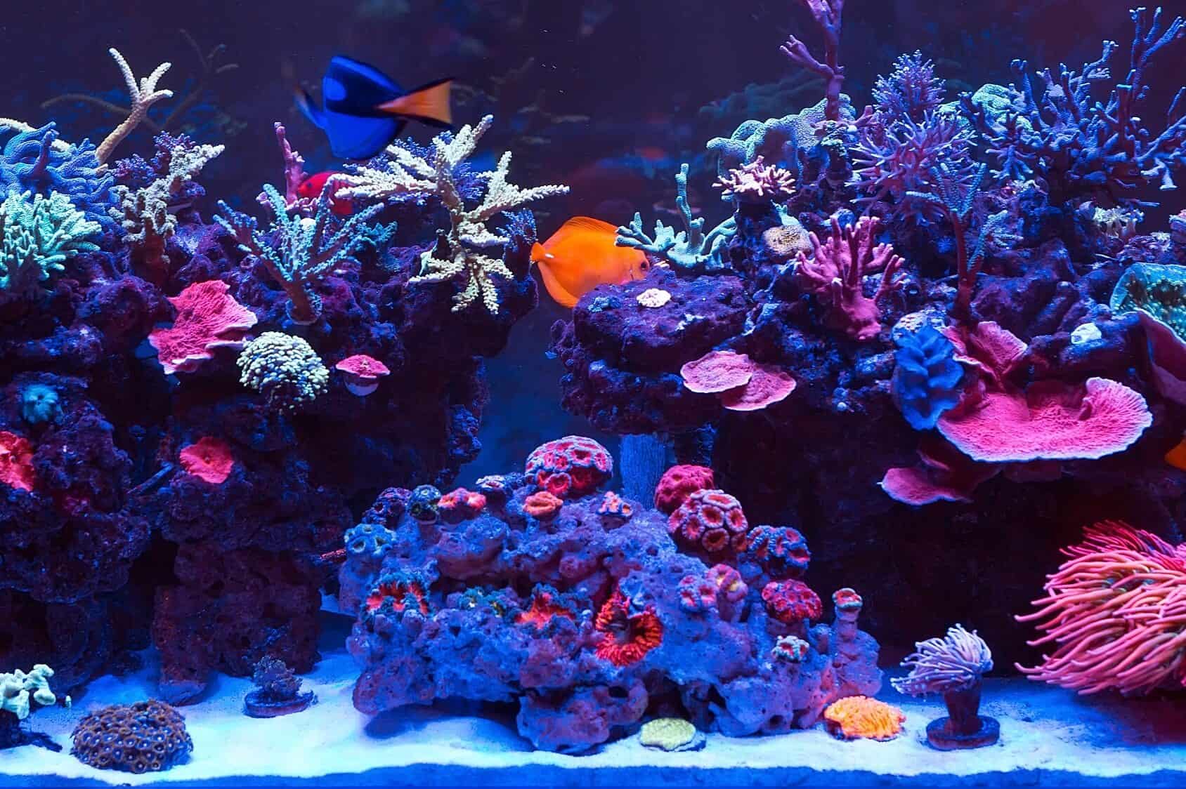 Instructions to Set Up a Cheap Saltwater Aquarium