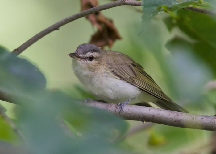 3 Things to Consider When Traveling with Birding Tour Companies in China