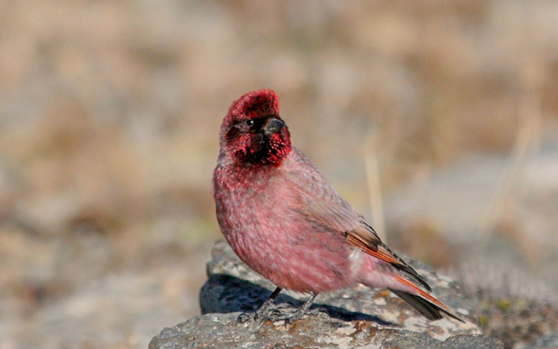 Endemic & Rare Birds to Spot in Qinghai -Tibet Plateau
