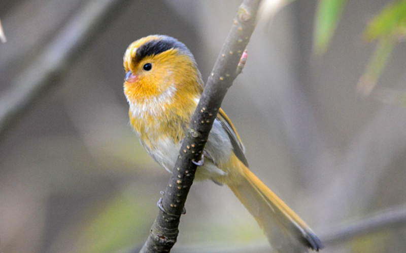 Bird Photography Tips from a Sichuan Birding Tour
