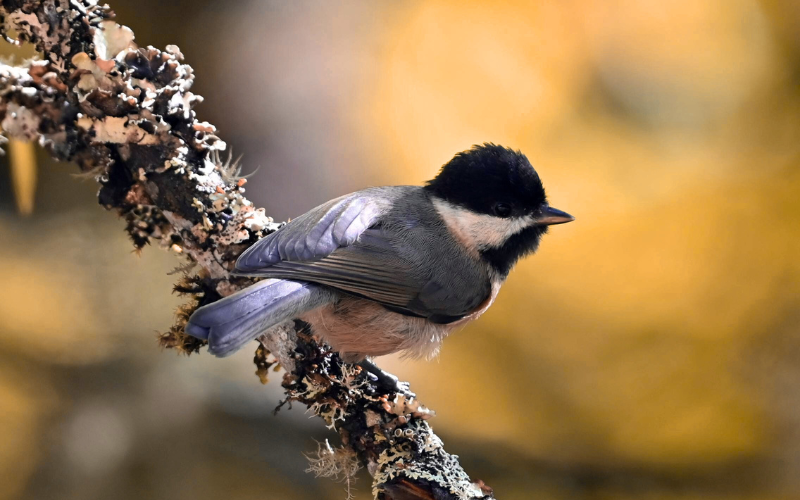 How Climate Shifts Shape a Bird Watching Tour in China
