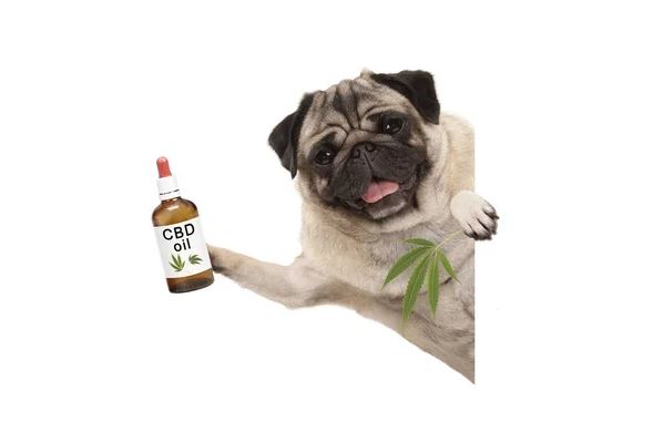 Why CBD oil is suggested for pet’s healthy life?