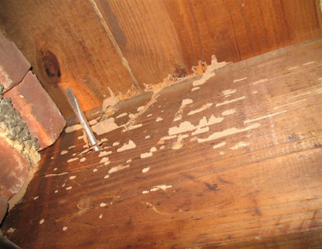Know the Ways to Get Rid of Termites