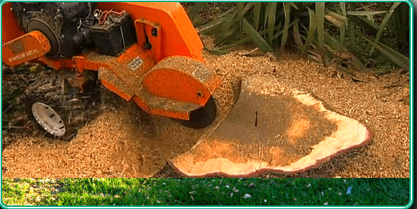 Prime 10 Best Tree Service In Virginia Seashore, Va