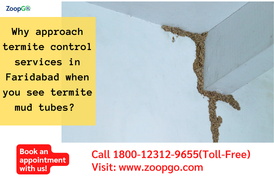  Why approach termite control services in Faridabad when you see termite mud tubes? 