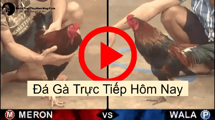 đá gà trực tiếp hôm nay
