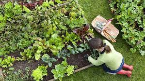 alat berkebun Di Taman Anda