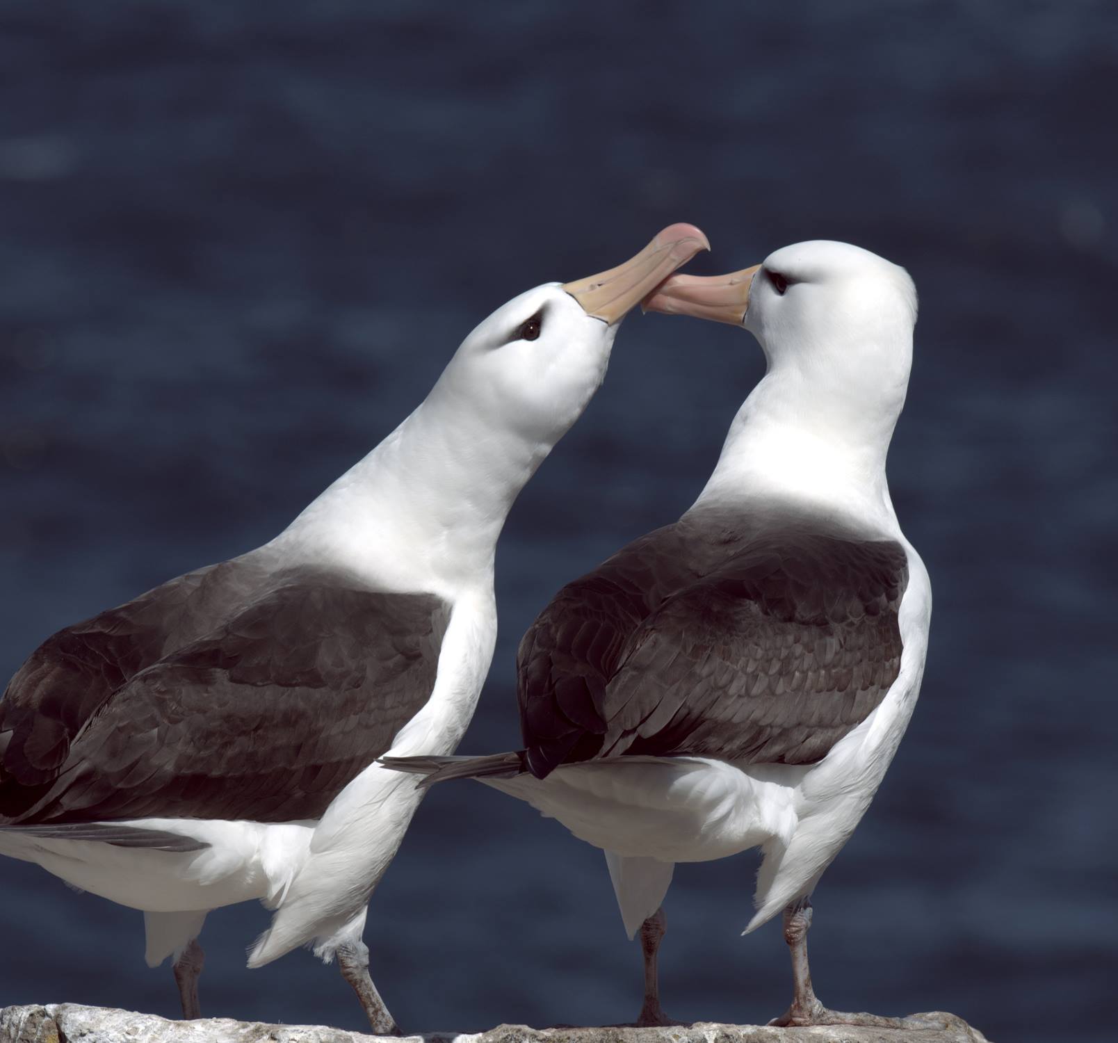 Visit Antarctica and Explore The Splendors of Nature
